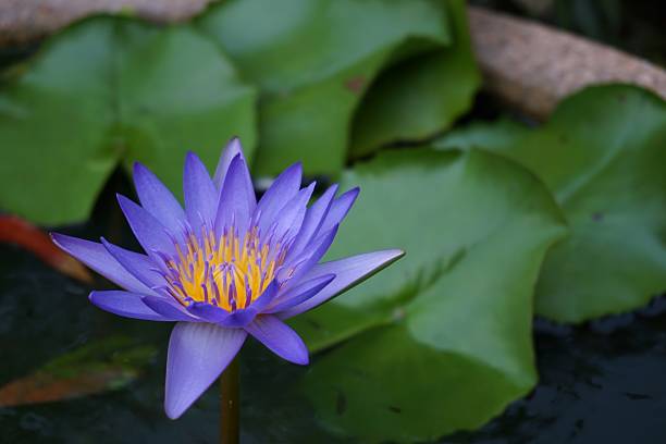 istock purple water lily 502458746