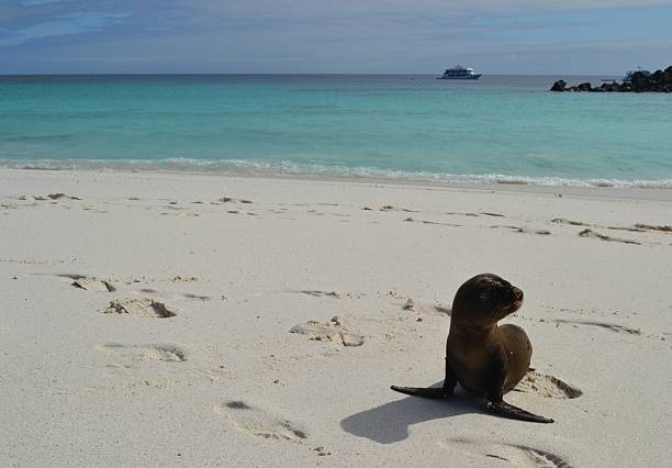 istock Baby Sea Lion on Beach 502458892