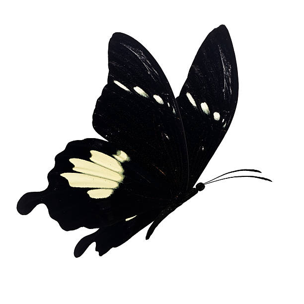 istock black and white butterfly flying 502458936