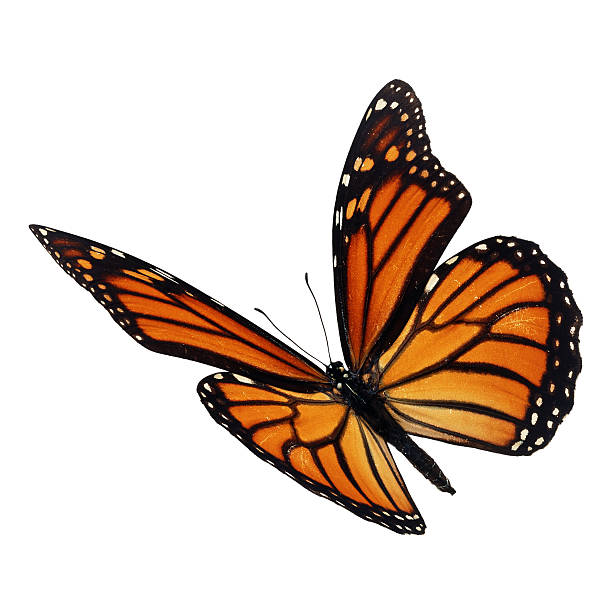 istock Beautiful monarch butterfly 502459140
