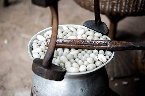 istock Traditional draw a silk from cocoons 502460070