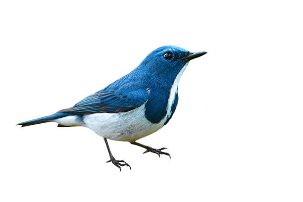 istock Ultramarine flycatcher bird 502460110