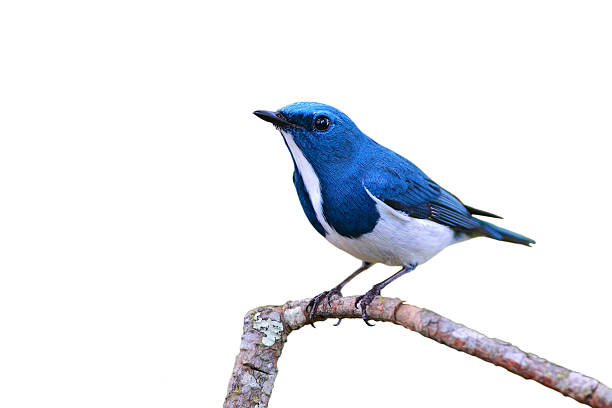 istock Ultramarine flycatcher bird 502460174