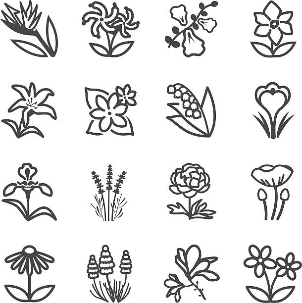 знаменитый цветочный линия иконки набор 2 - single flower flower crocus spring stock illustrations