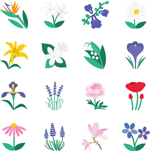 ilustraciones, imágenes clip art, dibujos animados e iconos de stock de famoso conjunto de iconos de flores 2 - magnolia white single flower flower