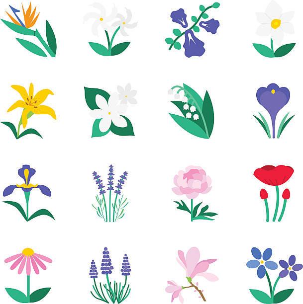 ilustrações, clipart, desenhos animados e ícones de famoso conjunto de ícones de flor 2 - single flower flower crocus spring