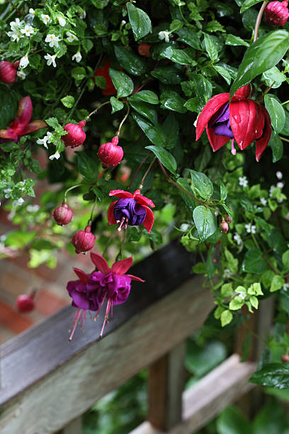 istock Fuchsia Onagraceae Flower 502460834