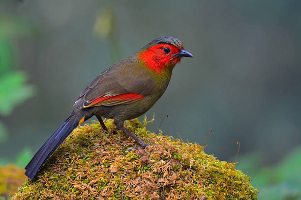 istock Scarlet-faced Liocichla bird 502460848