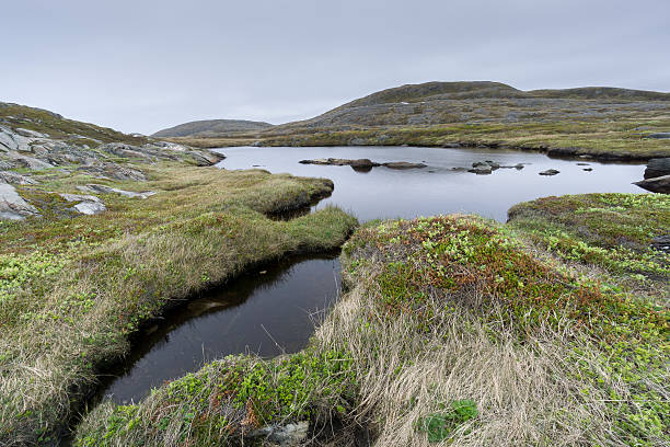 istock Newfoundland Quirpon Island Pond and Stream 502461504
