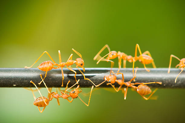 istock red ant walking on a black rod 502461698