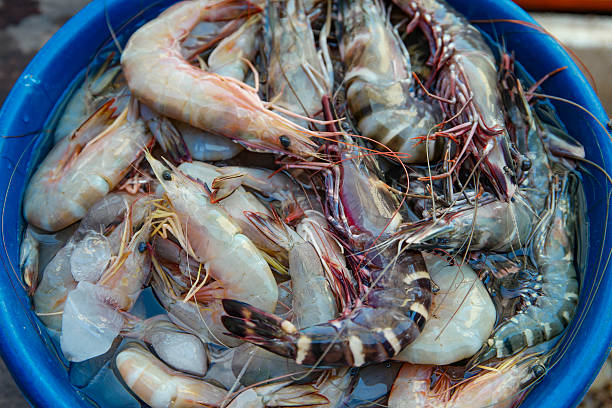 istock Fresh tiger prawn selling at weekend local market. 502461998