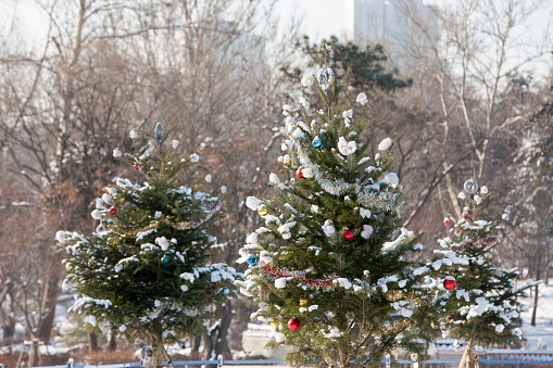 South Korea, Seoul; Christmas tree in the park