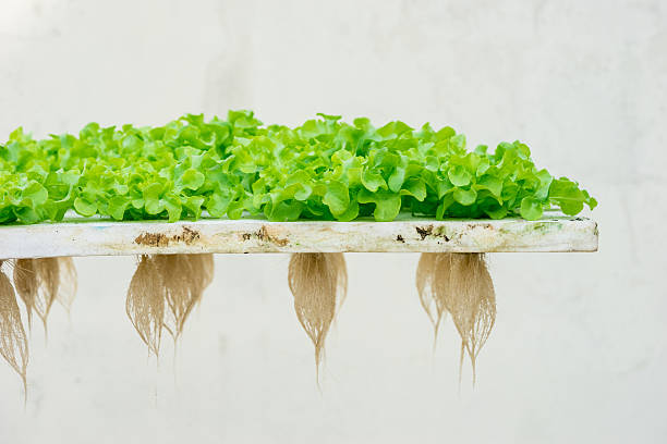 istock Sprout green oak Lettuce hydroponic , on pond foam 502462696