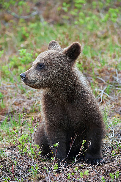 istock Cub of a brown bear 502473433