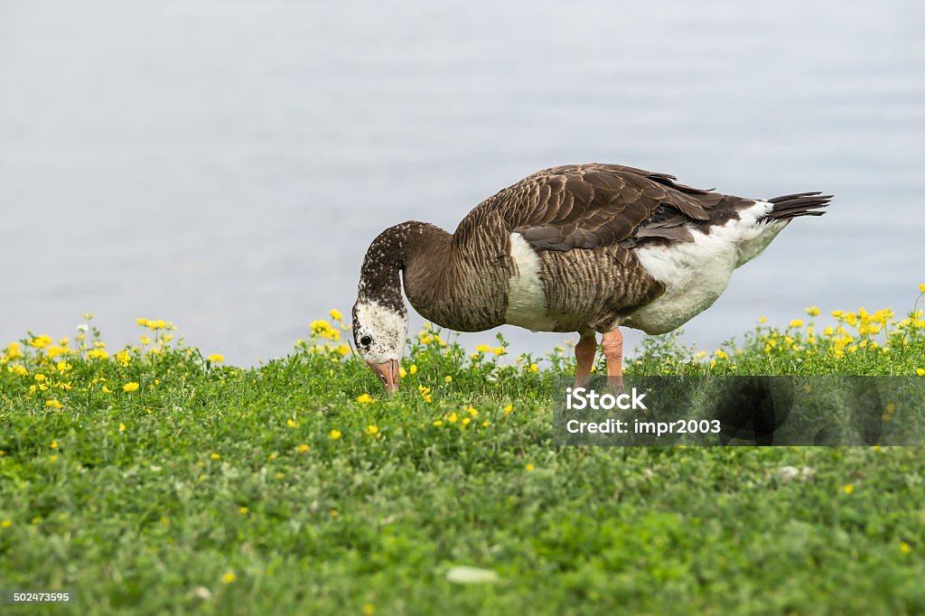 Canada Goose Hybrid Animal Migration Stock Photo