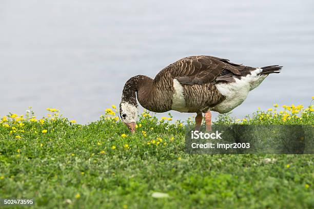Canada Goose Hybrid Stock Photo - Download Image Now - Animal Migration, Animal Wildlife, Barnacle