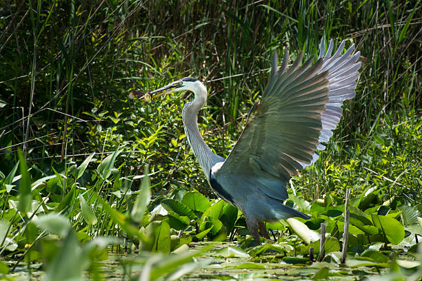 Great Blue Heron Great Blue Heron/file_thumbview/43770976/1 flying away with a fish.  His beak went through the fish. lake magog photos stock pictures, royalty-free photos & images