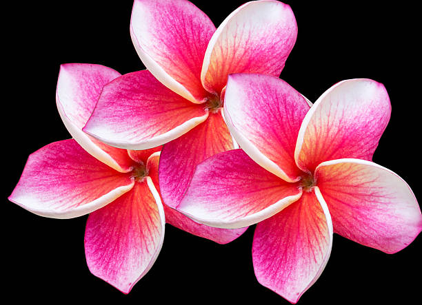 istock pink flowers frangipani (plumeria) on green leaf background 502474605