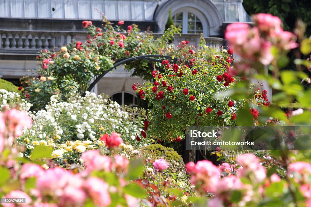 Jardín de rosas en los jardines botánicos - Foto de stock de Jardín Botánico libre de derechos