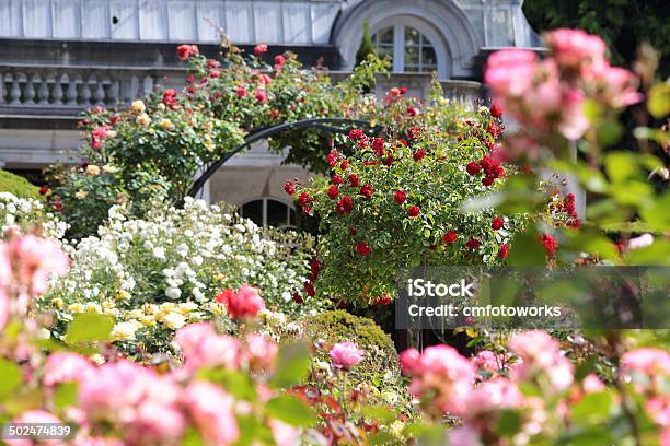 Jardín De Rosas En Los Jardines Botánicos Foto de stock y más banco de imágenes de Jardín Botánico - Jardín Botánico, Rosa - Flor, Aire libre