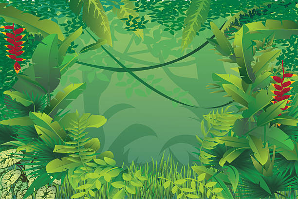 ilustrações de stock, clip art, desenhos animados e ícones de floresta tropical exótica - fern forest ivy leaf