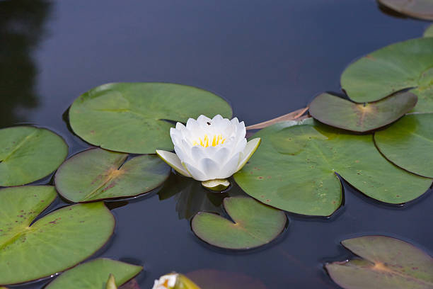 istock beautiful waterlily or lotus flower. 502475523