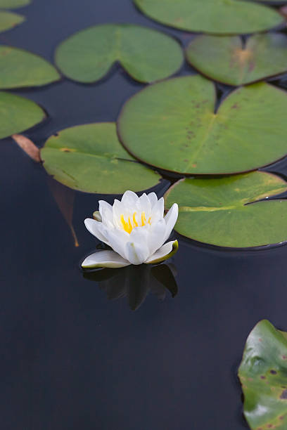 istock beautiful waterlily or lotus flower. 502475527