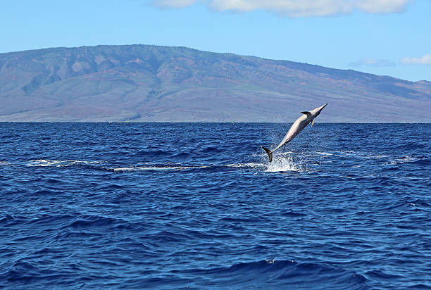 istock Wild dolphin performing a pirouette 502476137