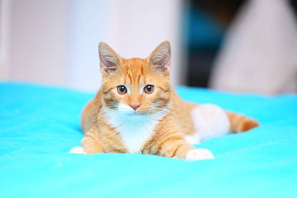 istock Animals at home - red cat pet kitty on bed 502476309