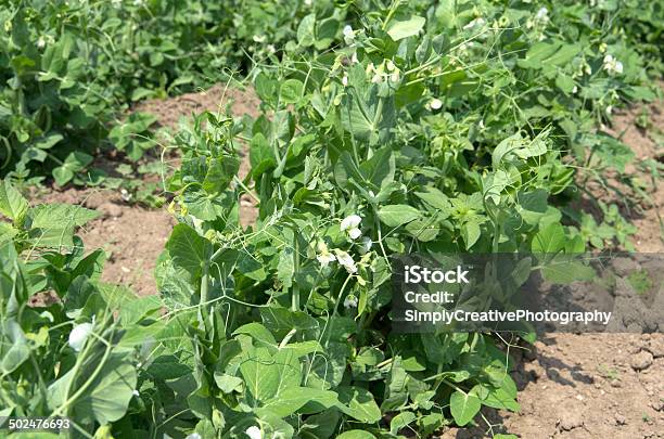 Peas Plants In Backyard Garden Stock Photo - Download Image Now - Agricultural Field, Backgrounds, Beauty In Nature