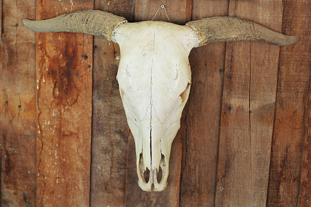 istock Dried buffalo - the wooden wall hanging. 502477709