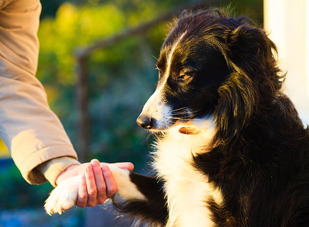 istock Dog paw and human hand doing a handshake outdoor 502477919