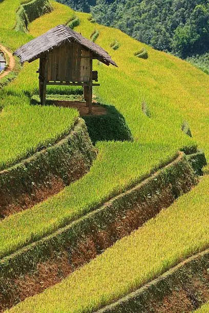 Houses on terraced ricefield
