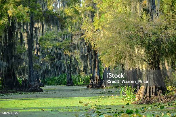 Swamp Scenic Stock Photo - Download Image Now - Swamp, Louisiana, Caddo Lake