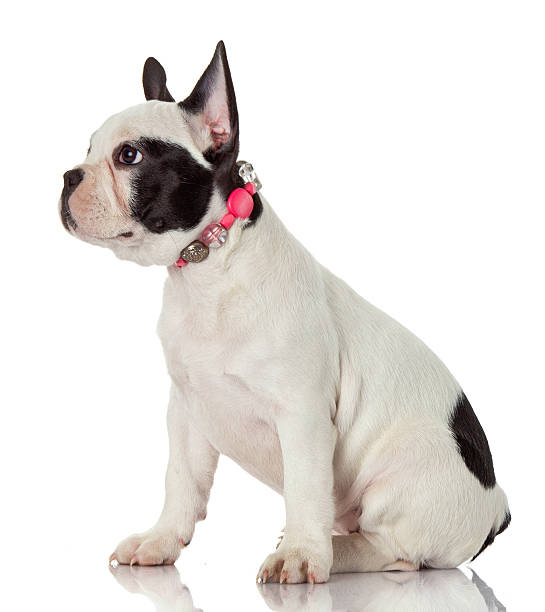 istock French bulldog puppy. 502480589