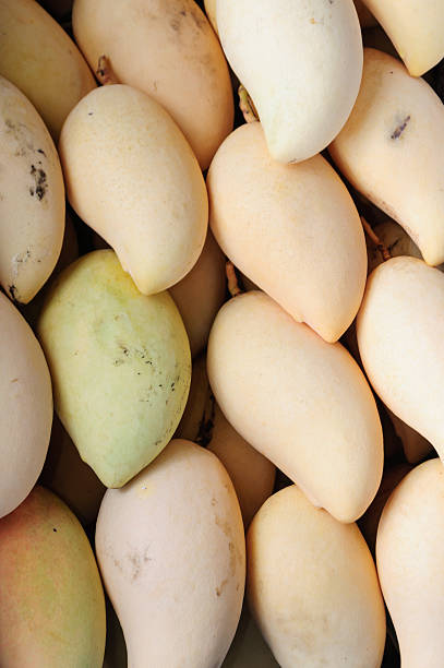 istock Group of mango in Thailand 502481019