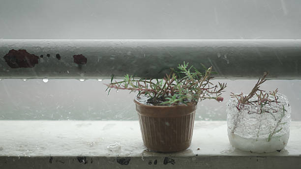istock The common purslane in pots 502481786