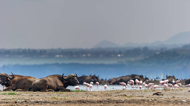 büffel und flamingos - lake nakuru stock-fotos und bilder