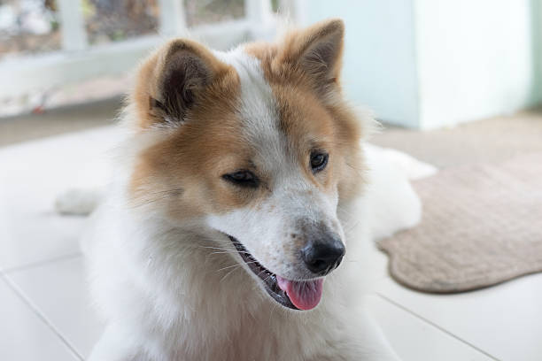 Cute Thai Bang Kaew dog face close up