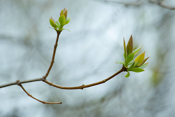 istock The first spring gentle leaves, buds and branches macro background 502484092