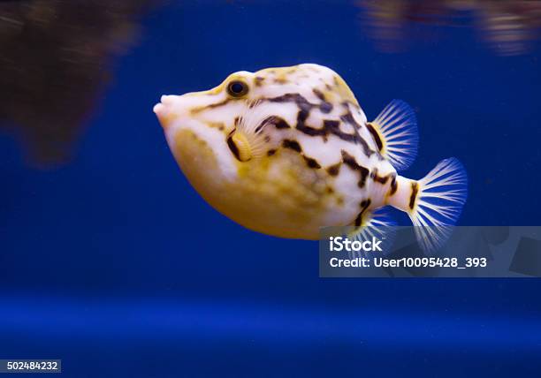 Cowfish Is Stock Photo - Download Image Now - 2015, Animal, Animals In Captivity