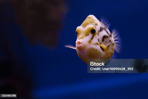 Cowfish Is Stock Photo - Download Image Now - 2015, Animal, Animal Fin