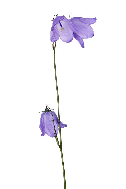 istock three wild bellflower blooms on long stem 502484528