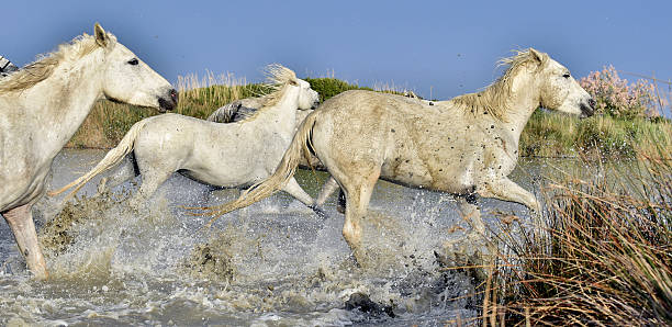 istock Herd of white horses running through water in sunset light. 502484530
