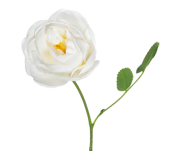 istock isolated single brier flower on green stem 502484602