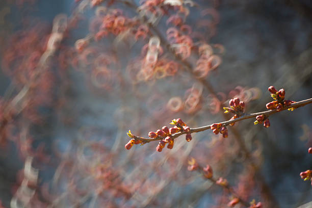 flowering tree covered with flowers, buds, buds and leaves