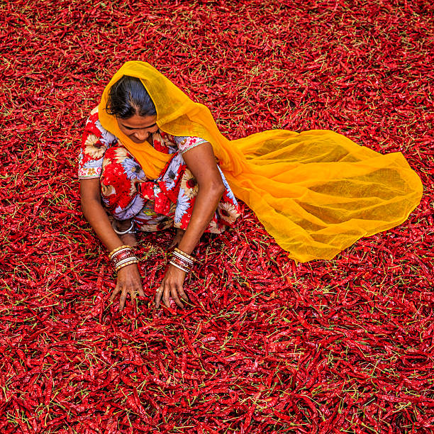 istock Young Indian woman sorting red chilli peppers, Jodhpur, India 502486032