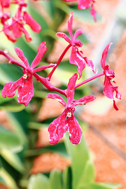istock Bright Red Orchid Flower 502486060