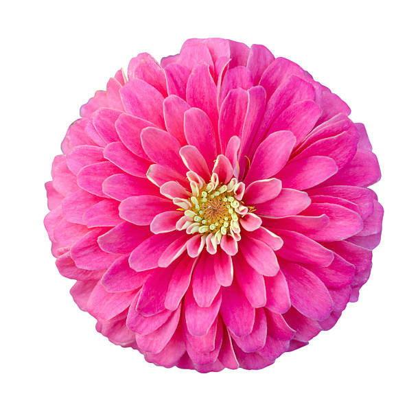 istock Pink zinnia flower 502486208