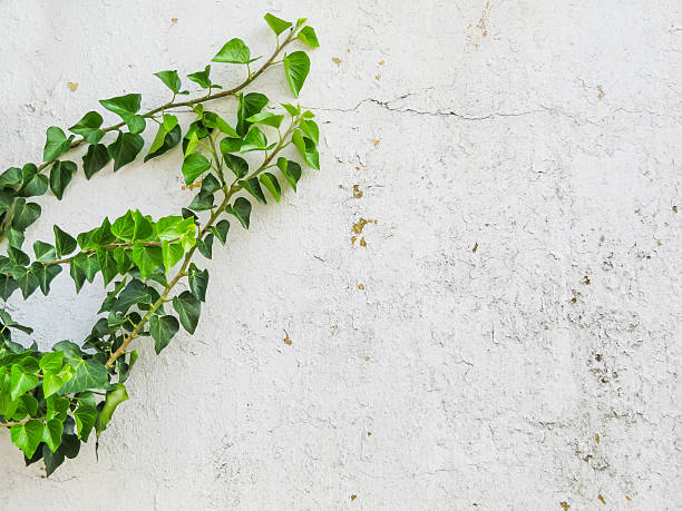 istock Sprout with green leaves on side of old white wall 502486524